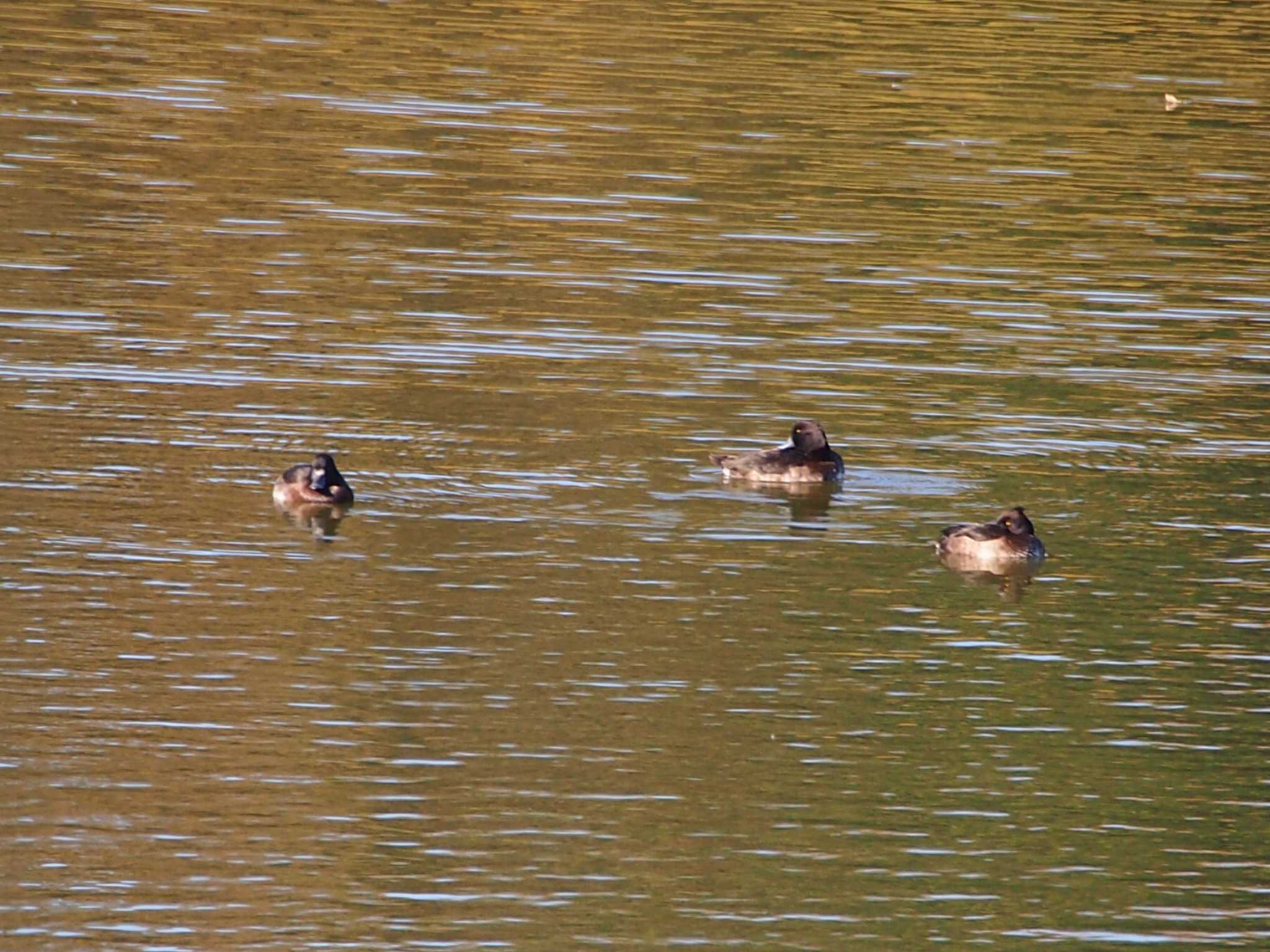 Tufted Duck