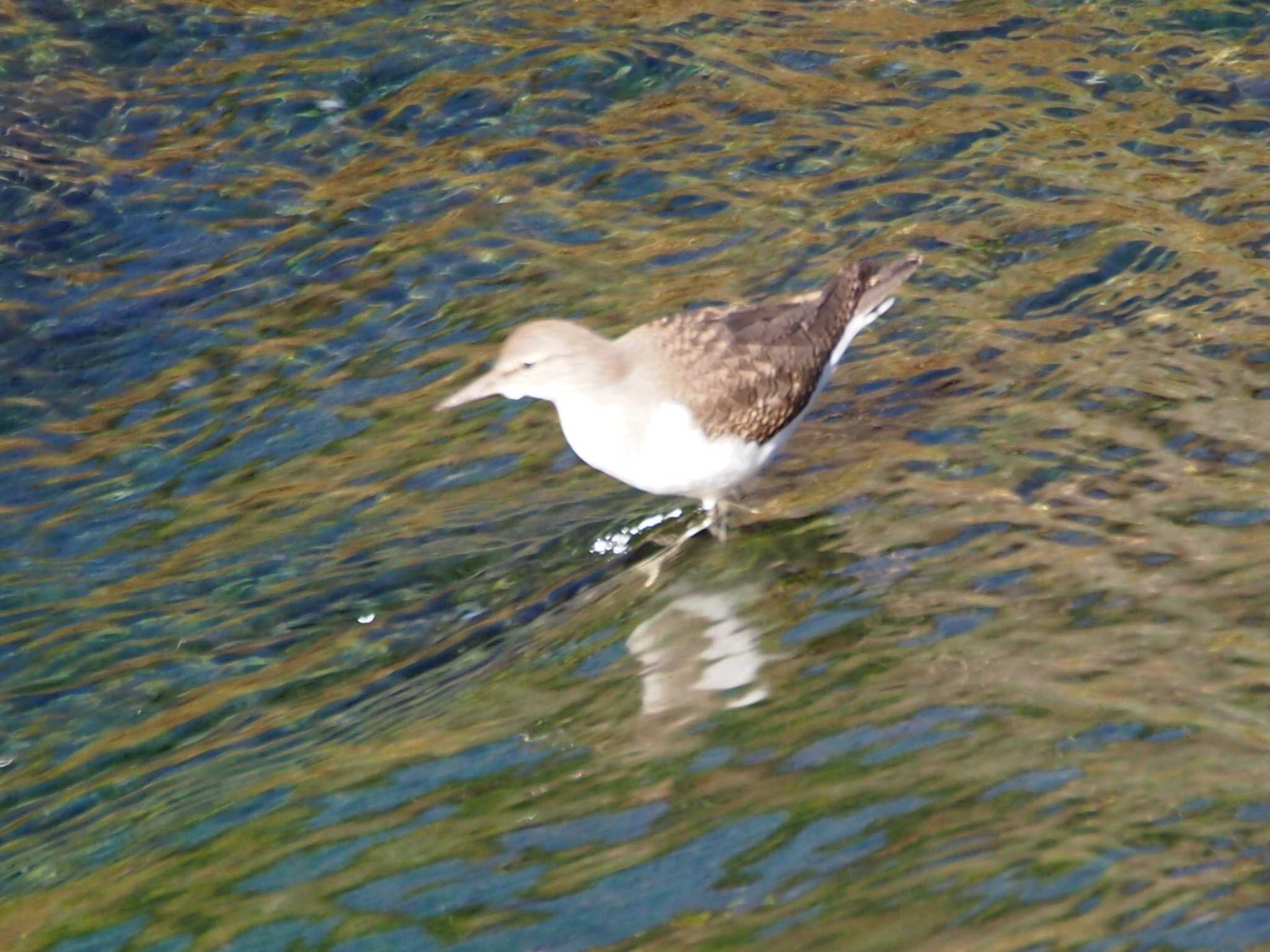 Common Sandpiper