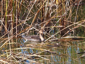 オオヒシクイ 境川遊水地公園 2023年12月2日(土)