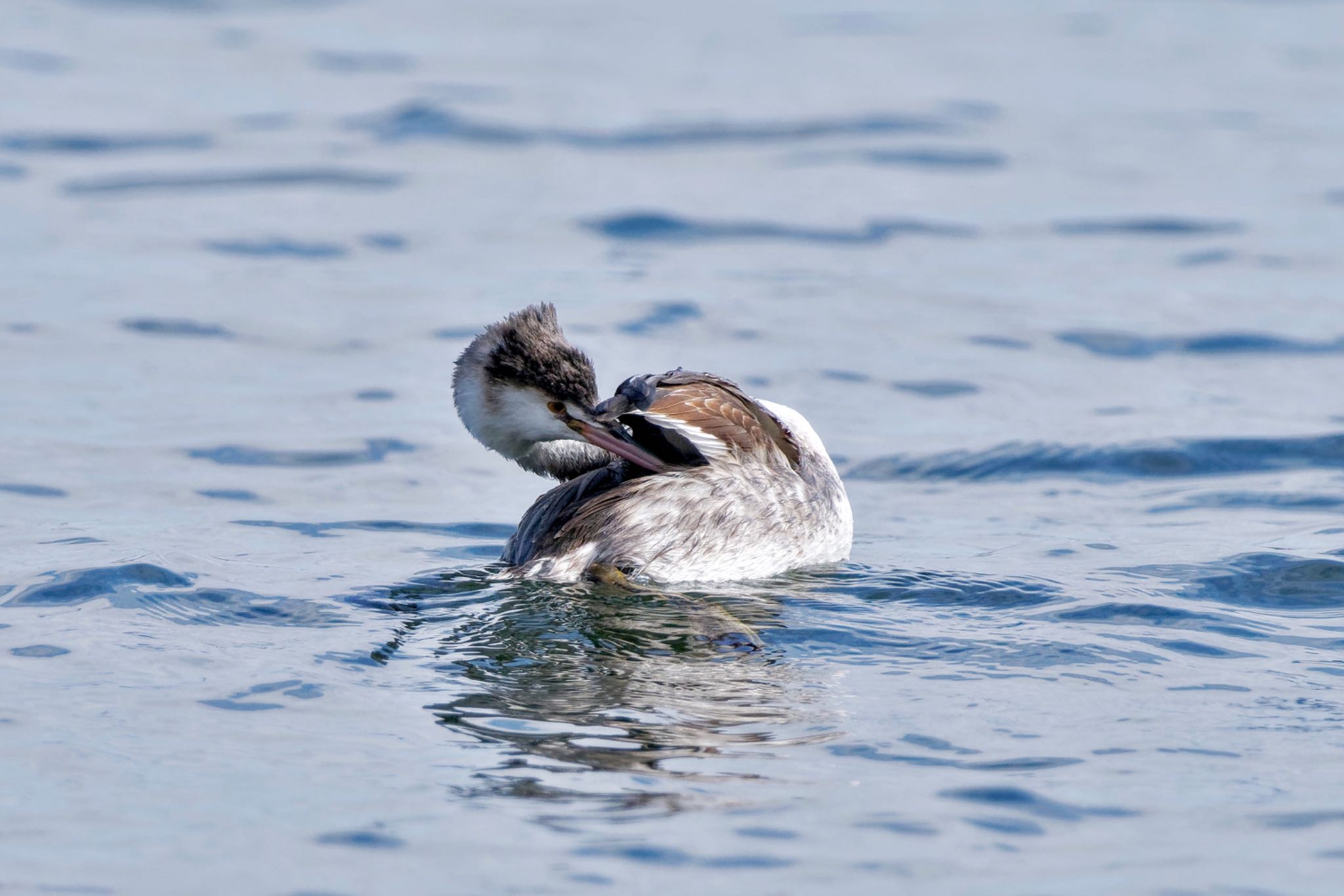 Great Crested Grebe