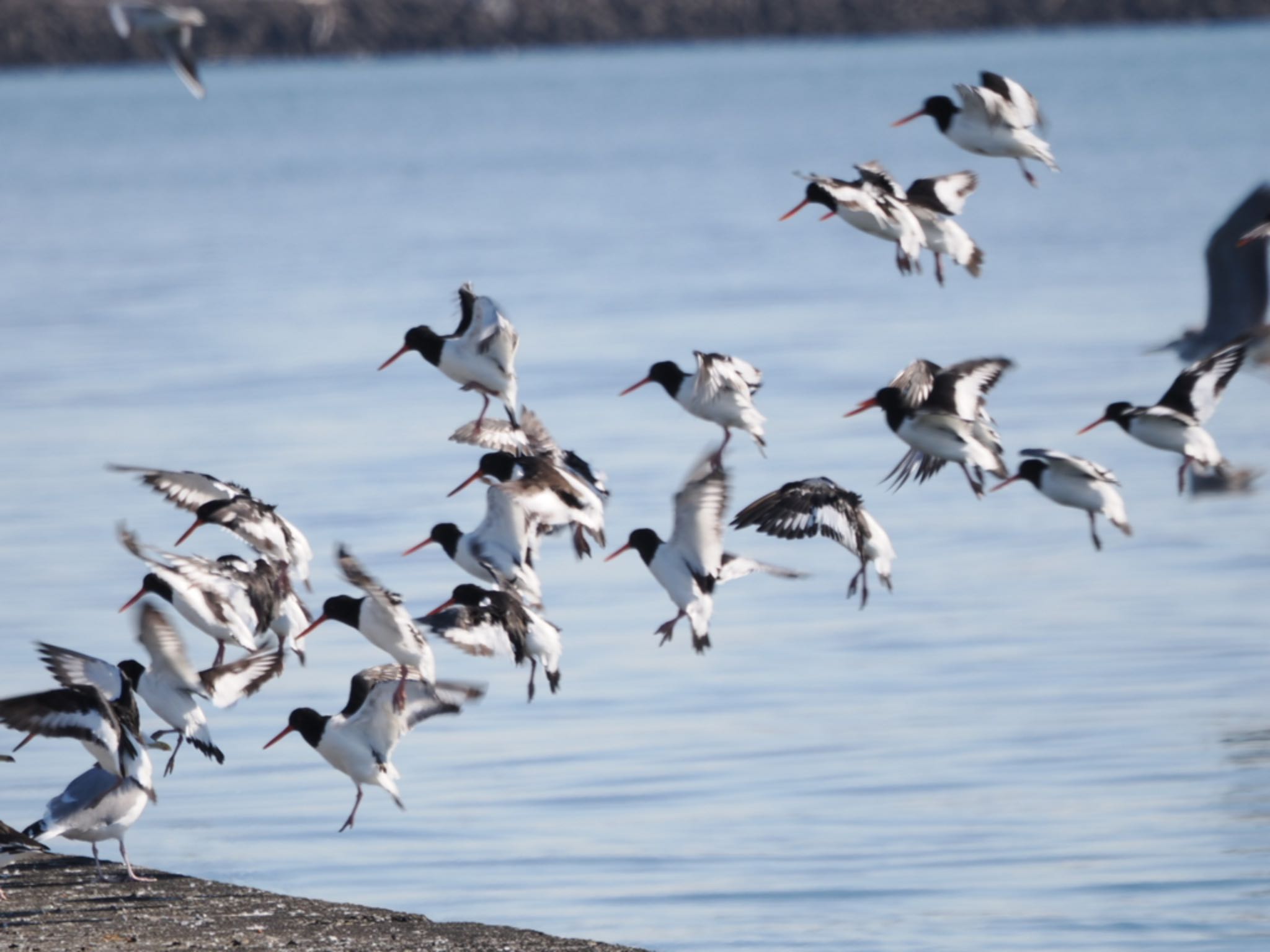 ふなばし三番瀬海浜公園 ミヤコドリの写真