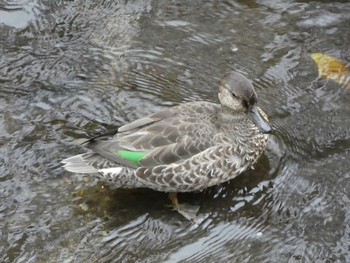 2018年10月13日(土) 恩田川(高瀬橋付近)の野鳥観察記録