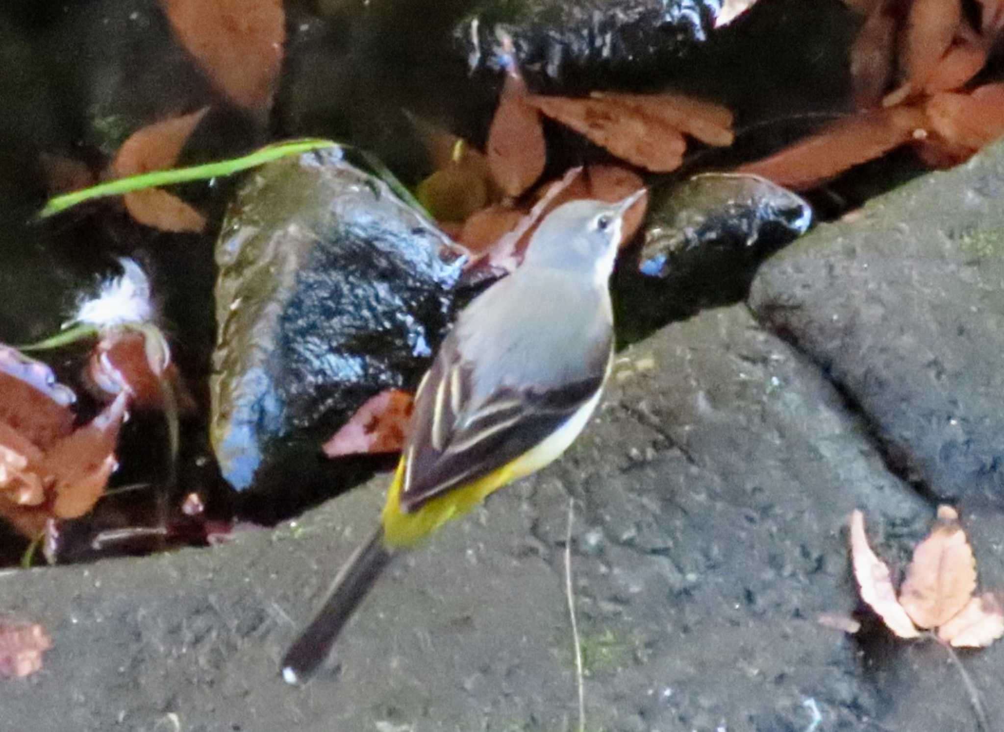 Photo of Grey Wagtail at 仙川平和公園(三鷹市) by ashi