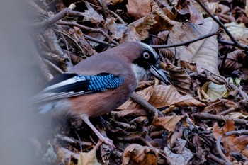 2023年12月2日(土) 甲府の野鳥観察記録