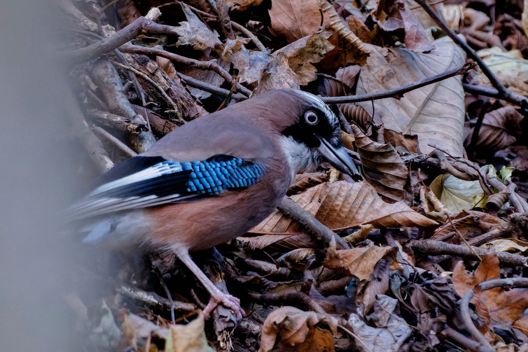 Photo of Eurasian Jay at 甲府 by アポちん