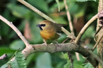 Black-chinned Babbler