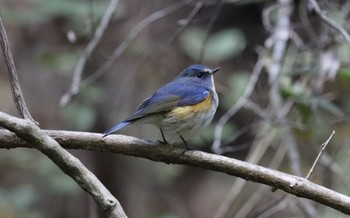 Red-flanked Bluetail 和歌山森林公園 Sat, 12/2/2023
