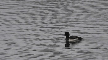 2023年12月2日(土) 小諸発電所第一調整池(杉の木貯水池)の野鳥観察記録