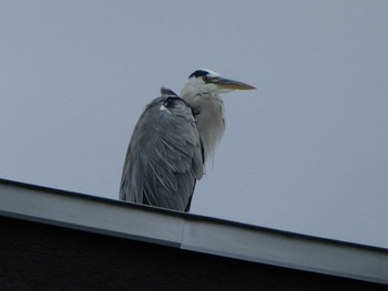 2018年10月13日(土) 境川(境橋付近)の野鳥観察記録