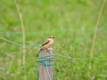 Bull-headed Shrike ＭＦ Mon, 5/1/2023