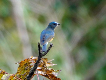 Red-flanked Bluetail 稲佐山公園 Fri, 12/1/2023