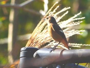 Daurian Redstart 稲佐山公園 Unknown Date