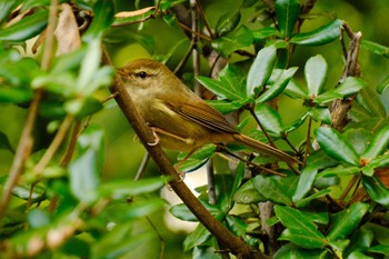 Japanese Bush Warbler Ueno Park Sun, 12/3/2023