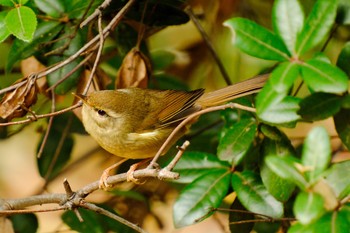 Japanese Bush Warbler Ueno Park Sun, 12/3/2023