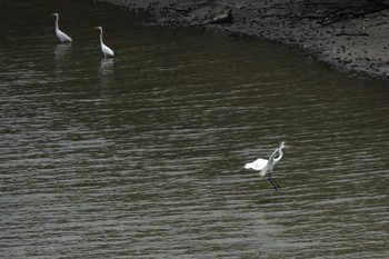 ダイサギ Sungei Buloh Wetland Reserve 2023年3月16日(木)