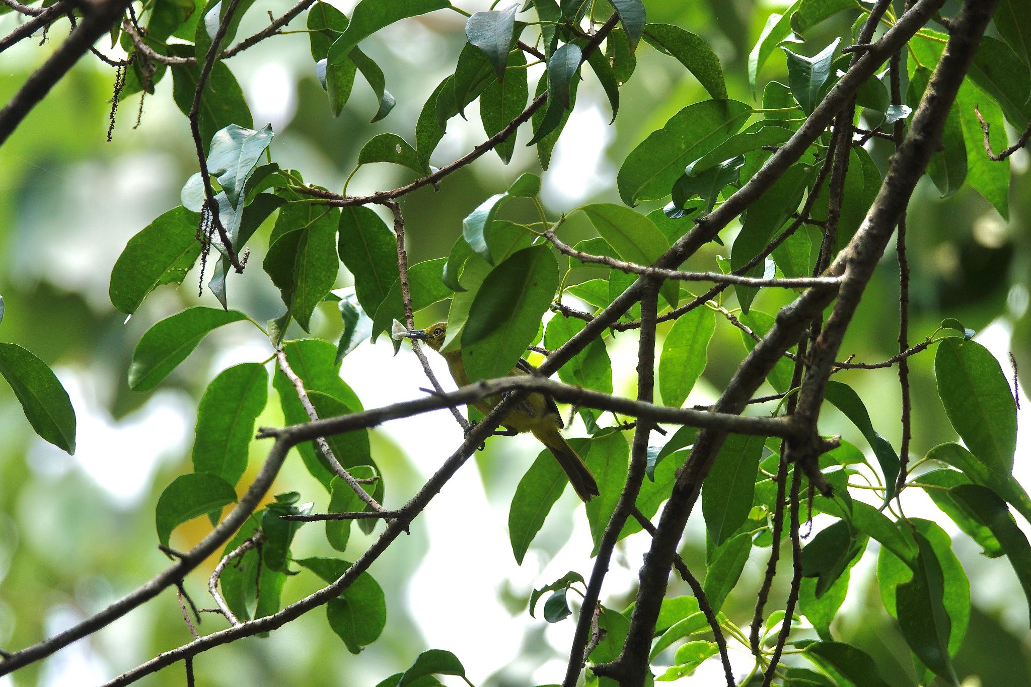 Common Iora