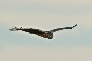 Hen Harrier Unknown Spots Unknown Date