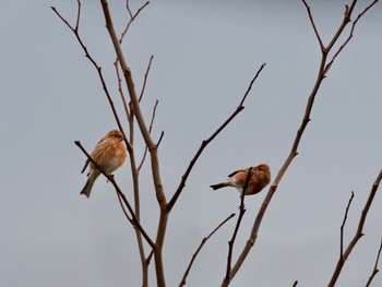 Pallas's Rosefinch 和歌山県 Sat, 12/2/2023