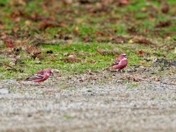 Pallas's Rosefinch 和歌山県 Sat, 12/2/2023