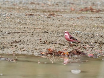 Pallas's Rosefinch 和歌山県 Sat, 12/2/2023