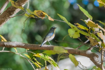 2023年12月2日(土) 東京都立桜ヶ丘公園(聖蹟桜ヶ丘)の野鳥観察記録