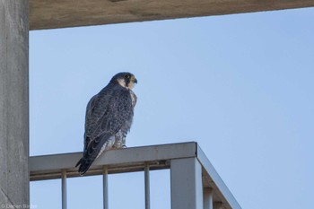 Peregrine Falcon 多摩川二ヶ領上河原堰 Sat, 12/2/2023