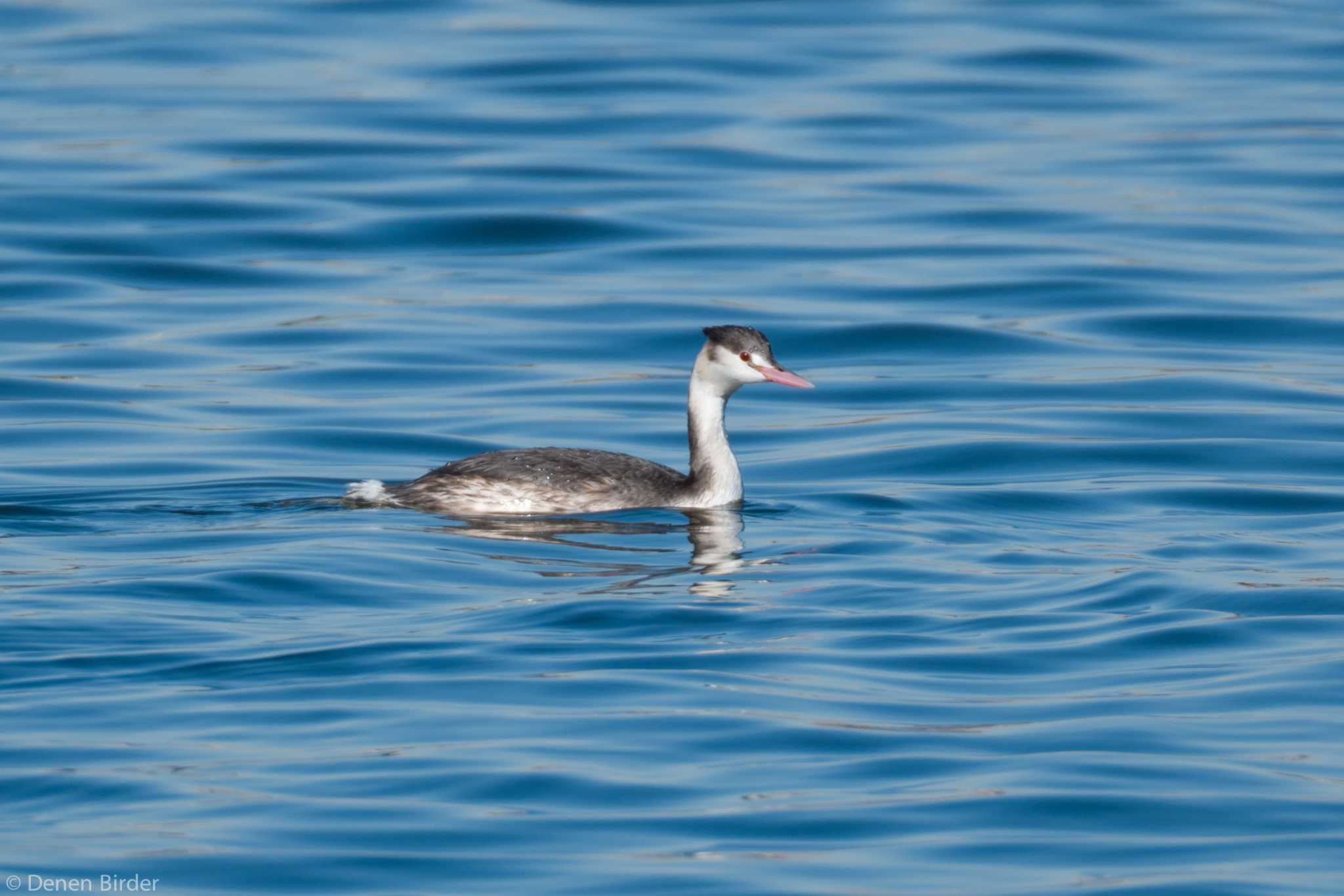 多摩川二ヶ領上河原堰 カンムリカイツブリの写真 by 田園Birder