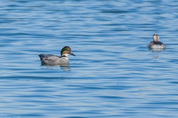 Falcated Duck 多摩川二ヶ領上河原堰 Sat, 12/2/2023