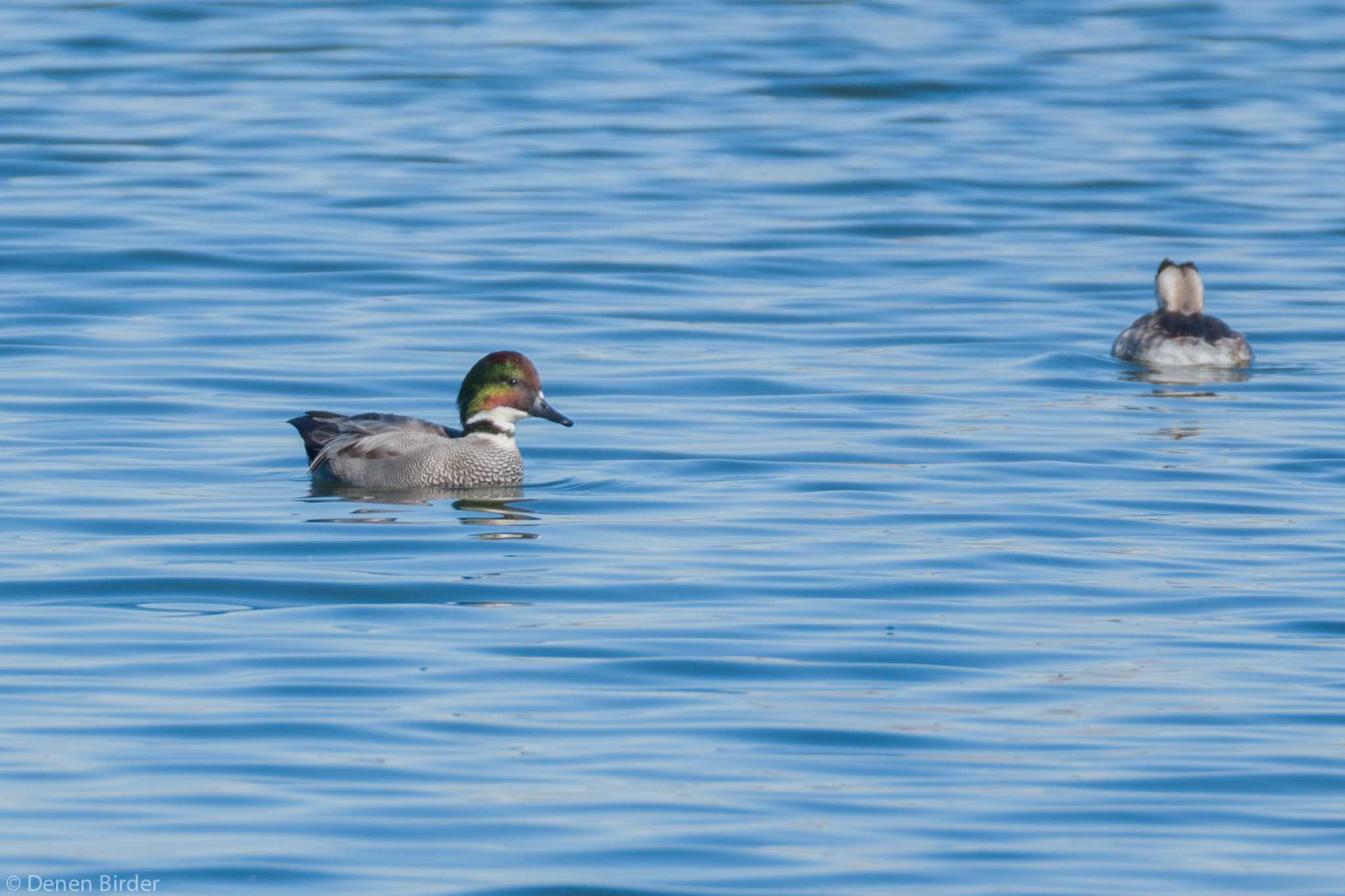 いらしてたのですか by 田園Birder