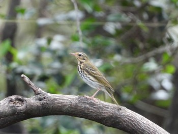 2018年10月13日(土) 神戸市西区の野鳥観察記録