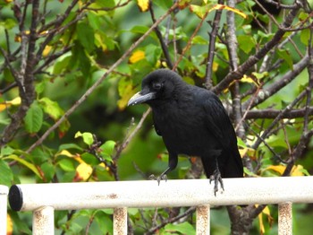 Large-billed Crow(osai) Ishigaki Island Sat, 11/25/2023