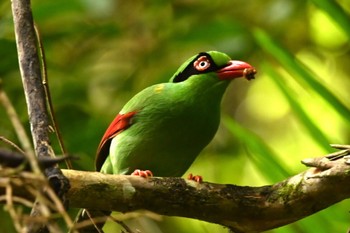 Bornean Green Magpie Kinabaru park Fri, 11/24/2023