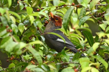 Chestnut-hooded Laughingthrush Kinabaru park Fri, 11/24/2023