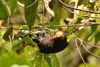 Bare-headed Laughingthrush