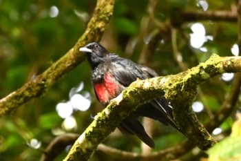 Black-and-crimson Oriole Kinabaru park Fri, 11/24/2023