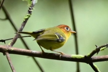 Yellow-breasted Warbler