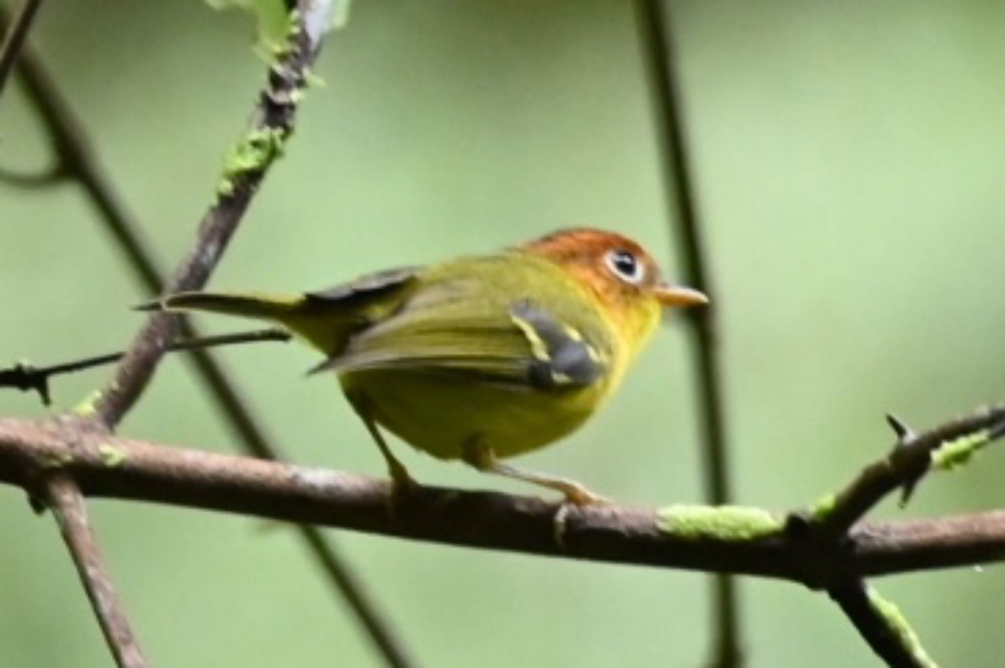 Photo of Yellow-breasted Warbler at Kinabaru park by dtaniwaki