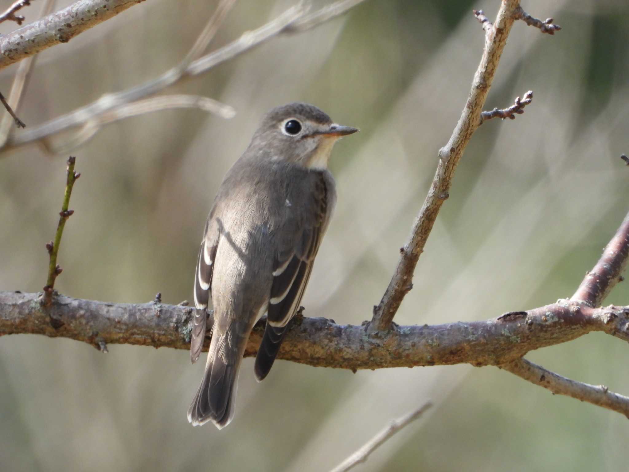 Asian Brown Flycatcher