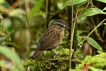 Mountain Wren-Babbler