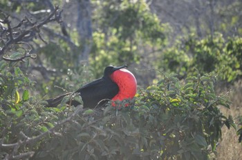 オオグンカンドリ Galapagos Islands(Ecuador) 2011年6月22日(水)