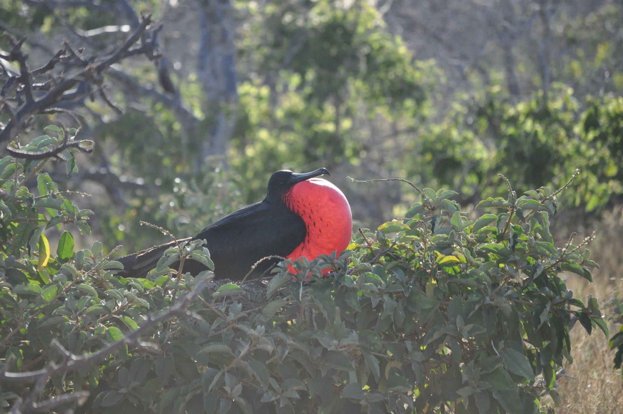 Galapagos Islands(Ecuador) オオグンカンドリの写真 by dtaniwaki