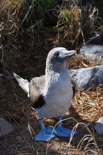 アオアシカツオドリ Galapagos Islands(Ecuador) 2011年6月20日(月)