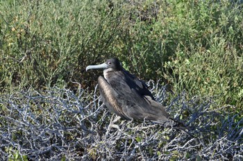 オオグンカンドリ Galapagos Islands(Ecuador) 2011年6月22日(水)