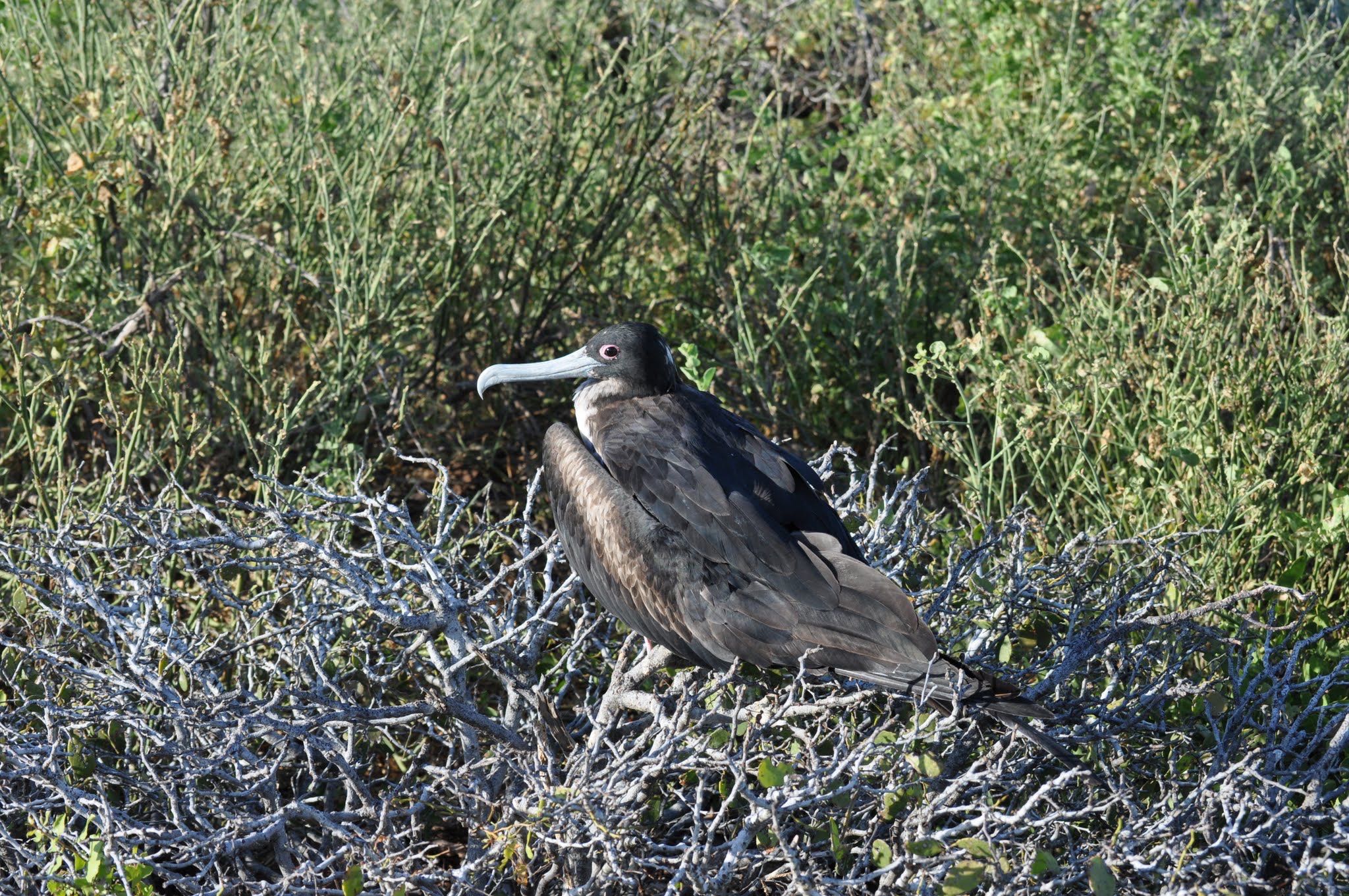 Galapagos Islands(Ecuador) オオグンカンドリの写真 by dtaniwaki