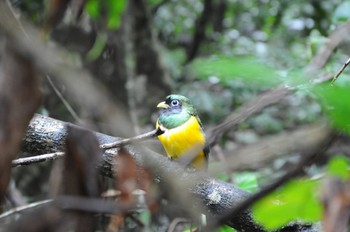 Northern Black-throated Trogon コルコバード国立公園, コスタリカ Thu, 9/12/2013