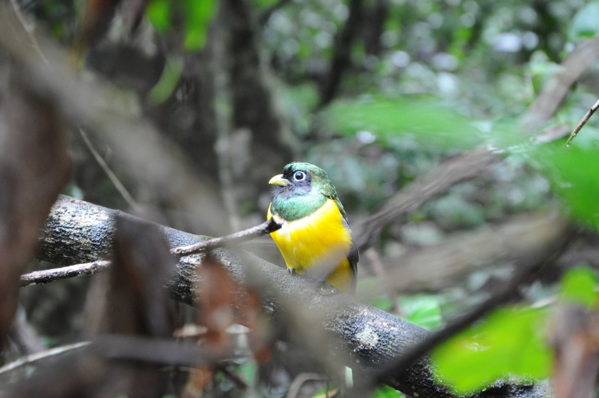 Photo of Northern Black-throated Trogon at コルコバード国立公園, コスタリカ by dtaniwaki