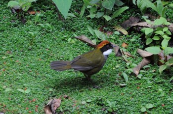 Chestnut-capped Brushfinch チリポ山, コスタリカ Tue, 9/10/2013