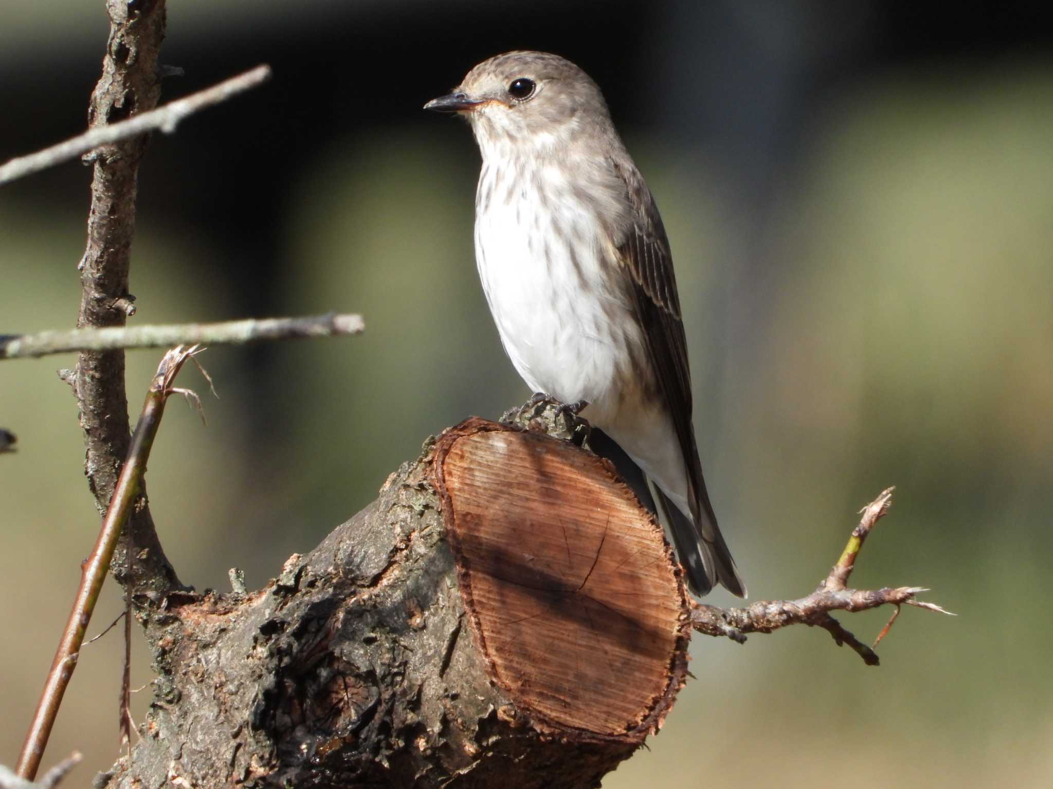 Grey-streaked Flycatcher