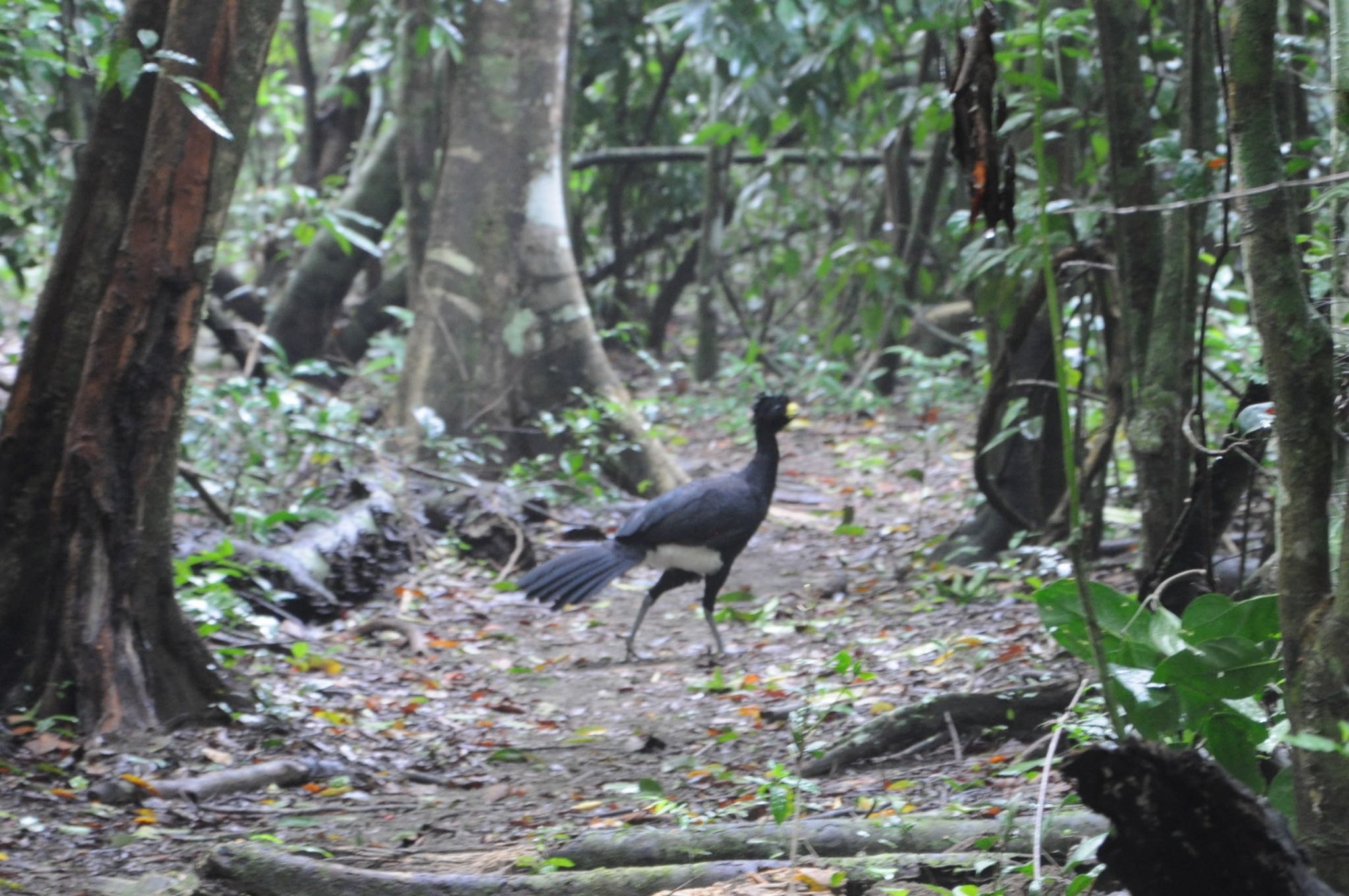 Photo of Great Curassow at コルコバード国立公園, コスタリカ by dtaniwaki