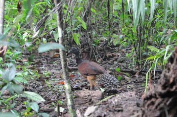 オオホウカンチョウ コルコバード国立公園, コスタリカ 2013年9月12日(木)